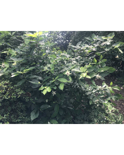Калікант Венус | Каликант Венус | Calycanthus ’Venus’