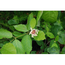 Калікант Венус | Каликант Венус | Calycanthus ’Venus’
