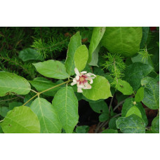 Калікант Венус | Каликант Венус | Calycanthus ’Venus’