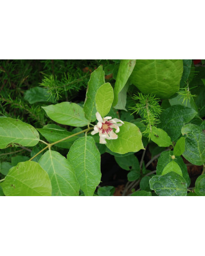 Калікант Венус | Каликант Венус | Calycanthus ’Venus’
