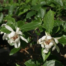 Калікант Венус | Каликант Венус | Calycanthus ’Venus’