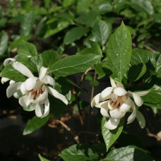 Калікант Венус | Каликант Венус | Calycanthus ’Venus’