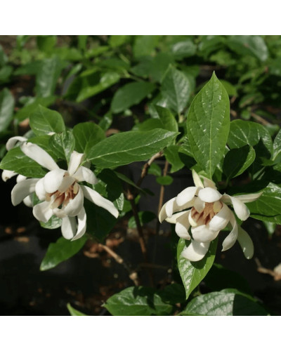 Калікант Венус | Каликант Венус | Calycanthus ’Venus’