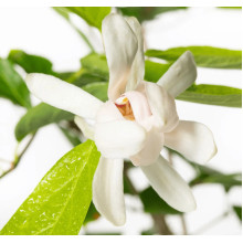 Калікант Венус | Каликант Венус | Calycanthus ’Venus’