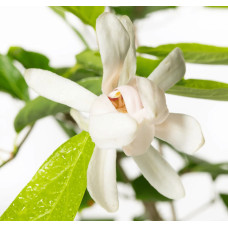 Калікант Венус | Каликант Венус | Calycanthus ’Venus’