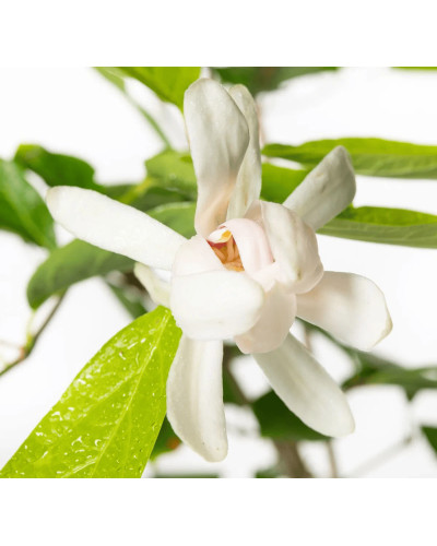 Калікант Венус | Каликант Венус | Calycanthus ’Venus’