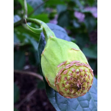 Калікант Венус | Каликант Венус | Calycanthus ’Venus’