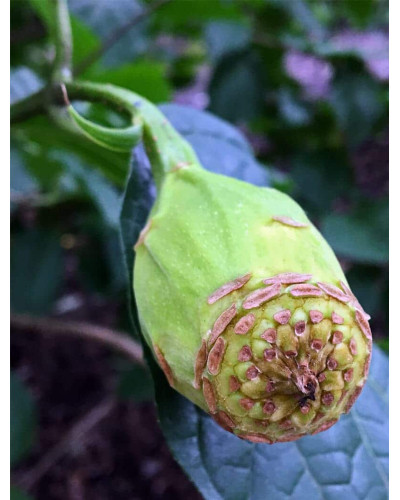 Калікант Венус | Каликант Венус | Calycanthus ’Venus’