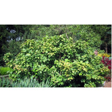 Калікант Венус | Каликант Венус | Calycanthus ’Venus’