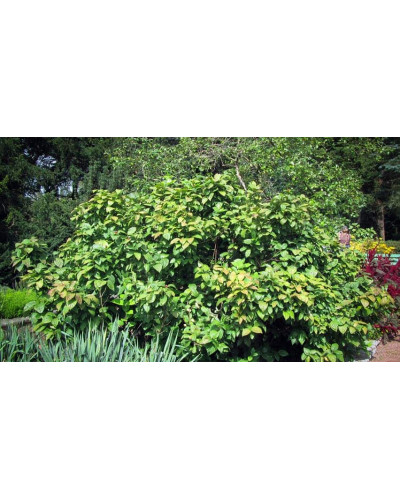 Калікант Венус | Каликант Венус | Calycanthus ’Venus’