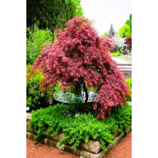Клен віяловий / пальмолистий / япоський Роял Гарнет | Acer palmatum Royal Garnet | Клён веерный / пальмолистый / япоский Роял Гарнет