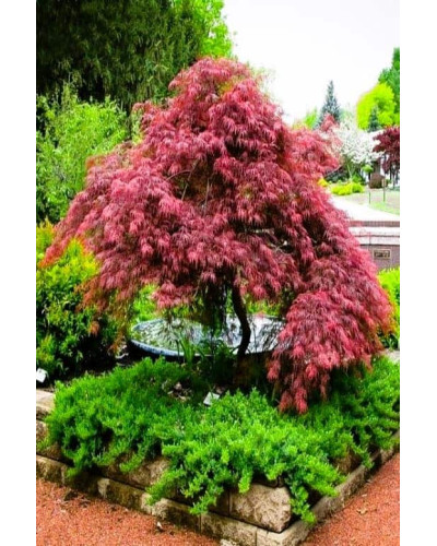 Клен віяловий / пальмолистий / япоський Роял Гарнет | Acer palmatum Royal Garnet | Клён веерный / пальмолистый / япоский Роял Гарнет