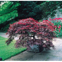 Клен віяловий / пальмолистий / япоський Роял Гарнет | Acer palmatum Royal Garnet | Клён веерный / пальмолистый / япоский Роял Гарнет