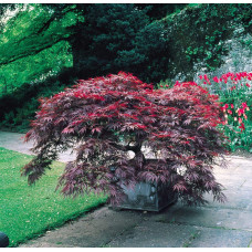 Клен віяловий / пальмолистий / япоський Роял Гарнет | Acer palmatum Royal Garnet | Клён веерный / пальмолистый / япоский Роял Гарнет