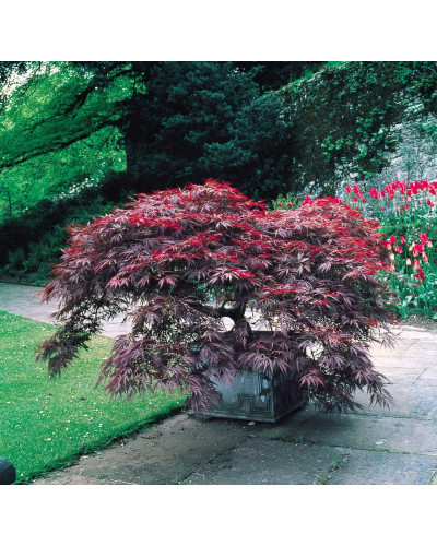 Клен віяловий / пальмолистий / япоський Роял Гарнет | Acer palmatum Royal Garnet | Клён веерный / пальмолистый / япоский Роял Гарнет