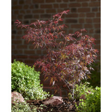 Клен віяловий / пальмолистий / япоський Роял Гарнет | Acer palmatum Royal Garnet | Клён веерный / пальмолистый / япоский Роял Гарнет