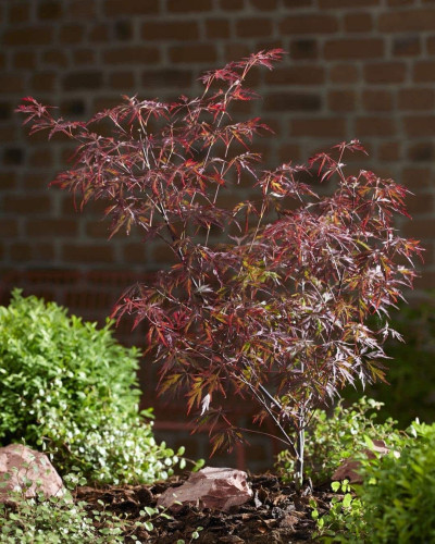 Клен віяловий / пальмолистий / япоський Роял Гарнет | Acer palmatum Royal Garnet | Клён веерный / пальмолистый / япоский Роял Гарнет