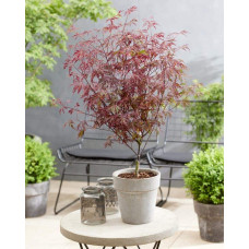 Клен віяловий / пальмолистий / япоський Роял Гарнет | Acer palmatum Royal Garnet | Клён веерный / пальмолистый / япоский Роял Гарнет