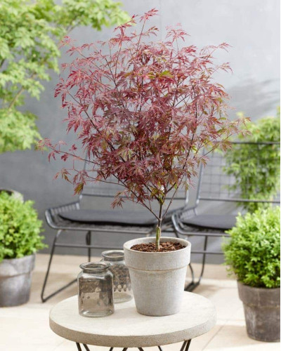 Клен віяловий / пальмолистий / япоський Роял Гарнет | Acer palmatum Royal Garnet | Клён веерный / пальмолистый / япоский Роял Гарнет