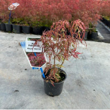 Клен віяловий / пальмолистий / япоський Роял Гарнет | Acer palmatum Royal Garnet | Клён веерный / пальмолистый / япоский Роял Гарнет