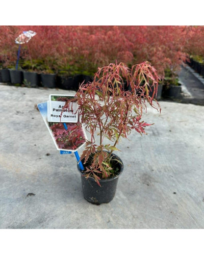 Клен віяловий / пальмолистий / япоський Роял Гарнет | Acer palmatum Royal Garnet | Клён веерный / пальмолистый / япоский Роял Гарнет