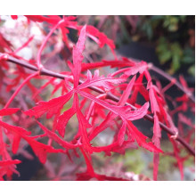 Клен віяловий / пальмолистий / япоський Роял Гарнет | Acer palmatum Royal Garnet | Клён веерный / пальмолистый / япоский Роял Гарнет