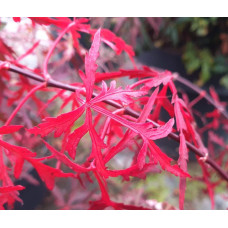 Клен віяловий / пальмолистий / япоський Роял Гарнет | Acer palmatum Royal Garnet | Клён веерный / пальмолистый / япоский Роял Гарнет