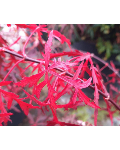 Клен віяловий / пальмолистий / япоський Роял Гарнет | Acer palmatum Royal Garnet | Клён веерный / пальмолистый / япоский Роял Гарнет