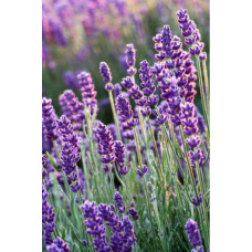 Лаванда вузьколиста Блю Сент Ерлі | Lavandula angustifolia Blue Scent Early | Лаванда узколистная Блю Сент Эрли