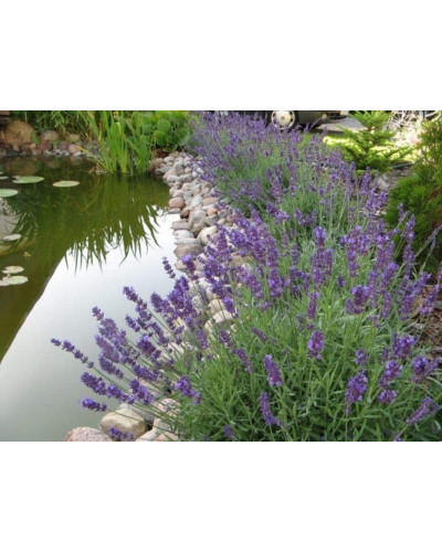 Лаванда вузьколиста Блю Сент Ерлі | Lavandula angustifolia Blue Scent Early | Лаванда узколистная Блю Сент Эрли