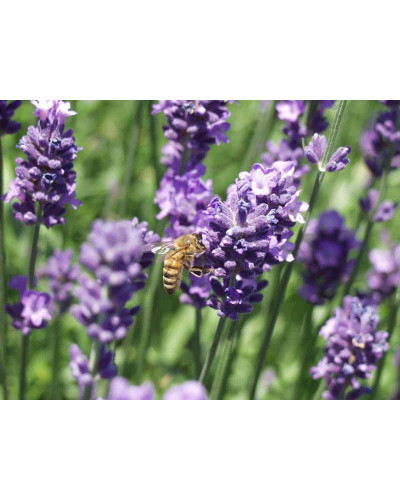 Лаванда вузьколиста Блю Сент Ерлі | Lavandula angustifolia Blue Scent Early | Лаванда узколистная Блю Сент Эрли