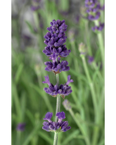 Лаванда вузьколиста Блю Сент Ерлі | Lavandula angustifolia Blue Scent Early | Лаванда узколистная Блю Сент Эрли