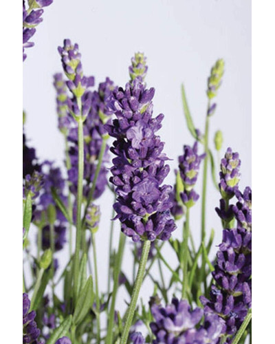 Лаванда вузьколиста Блю Сент Ерлі | Lavandula angustifolia Blue Scent Early | Лаванда узколистная Блю Сент Эрли