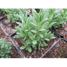 Лаванда вузьколиста Блю Сент Ерлі | Lavandula angustifolia Blue Scent Early | Лаванда узколистная Блю Сент Эрли