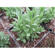 Лаванда вузьколиста Блю Сент Ерлі | Lavandula angustifolia Blue Scent Early | Лаванда узколистная Блю Сент Эрли