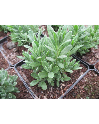 Лаванда вузьколиста Блю Сент Ерлі | Lavandula angustifolia Blue Scent Early | Лаванда узколистная Блю Сент Эрли
