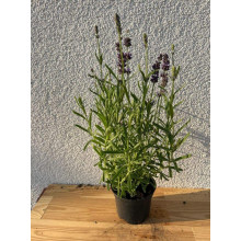 Лаванда вузьколиста Блю Сент Ерлі | Lavandula angustifolia Blue Scent Early | Лаванда узколистная Блю Сент Эрли