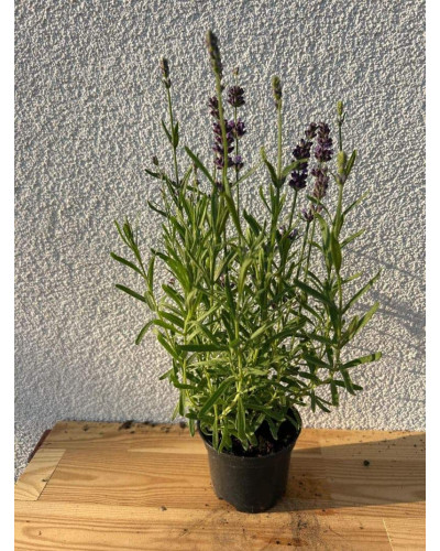 Лаванда вузьколиста Блю Сент Ерлі | Lavandula angustifolia Blue Scent Early | Лаванда узколистная Блю Сент Эрли