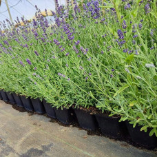 Лаванда вузьколиста Блю Сент Ерлі | Lavandula angustifolia Blue Scent Early | Лаванда узколистная Блю Сент Эрли