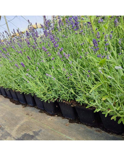 Лаванда вузьколиста Блю Сент Ерлі | Lavandula angustifolia Blue Scent Early | Лаванда узколистная Блю Сент Эрли