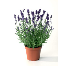 Лаванда вузьколиста Блю Сент Ерлі | Lavandula angustifolia Blue Scent Early | Лаванда узколистная Блю Сент Эрли