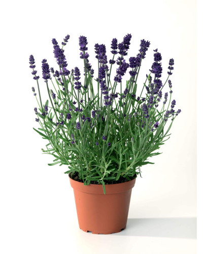 Лаванда вузьколиста Блю Сент Ерлі | Lavandula angustifolia Blue Scent Early | Лаванда узколистная Блю Сент Эрли