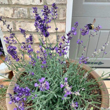 Лаванда вузьколиста Блю Сент Ерлі | Lavandula angustifolia Blue Scent Early | Лаванда узколистная Блю Сент Эрли