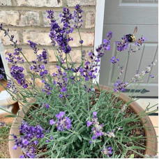 Лаванда вузьколиста Блю Сент Ерлі | Lavandula angustifolia Blue Scent Early | Лаванда узколистная Блю Сент Эрли