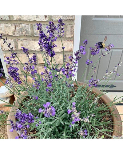 Лаванда вузьколиста Блю Сент Ерлі | Lavandula angustifolia Blue Scent Early | Лаванда узколистная Блю Сент Эрли