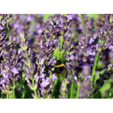 Лаванда вузьколиста Блю Сент Ерлі | Lavandula angustifolia Blue Scent Early | Лаванда узколистная Блю Сент Эрли