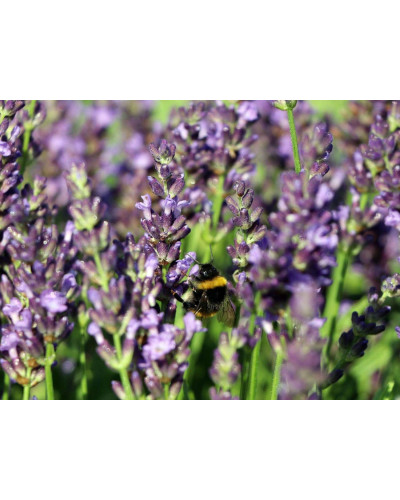 Лаванда вузьколиста Блю Сент Ерлі | Lavandula angustifolia Blue Scent Early | Лаванда узколистная Блю Сент Эрли