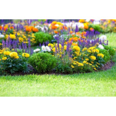 Лаванда вузьколиста Блю Сент Ерлі | Lavandula angustifolia Blue Scent Early | Лаванда узколистная Блю Сент Эрли