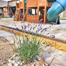 Лаванда вузьколиста Блю Сент Ерлі | Lavandula angustifolia Blue Scent Early | Лаванда узколистная Блю Сент Эрли