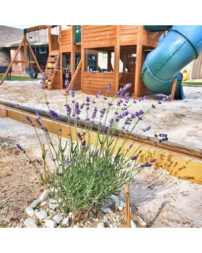 Лаванда вузьколиста Блю Сент Ерлі | Lavandula angustifolia Blue Scent Early | Лаванда узколистная Блю Сент Эрли